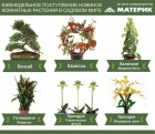 Еженедельное поступление новинок комнатных растений в Материке!