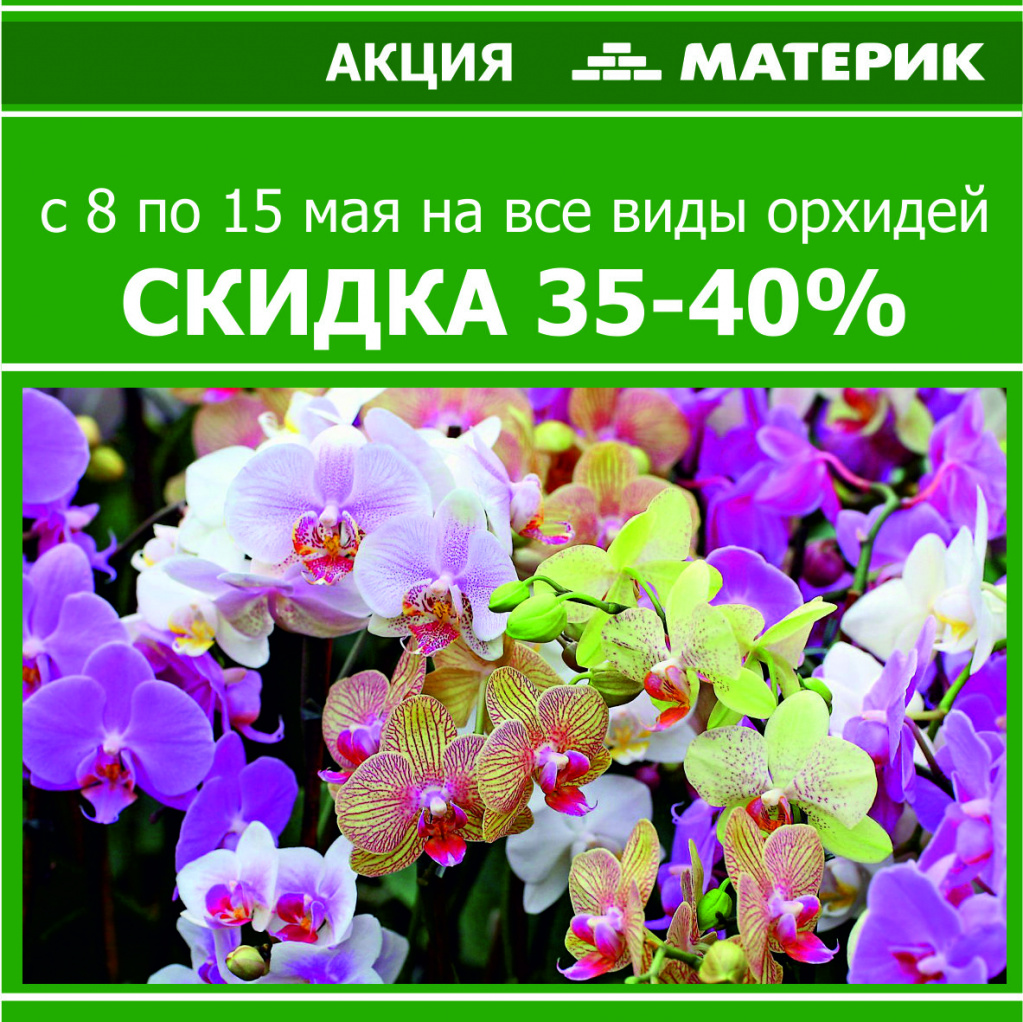 Красавицы-орхидеи по удивительно низким ценам в Материке_акц.jpg