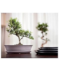 Горшок с поддоном BONSAI (40х30см) керамика белый арт.16.035.40