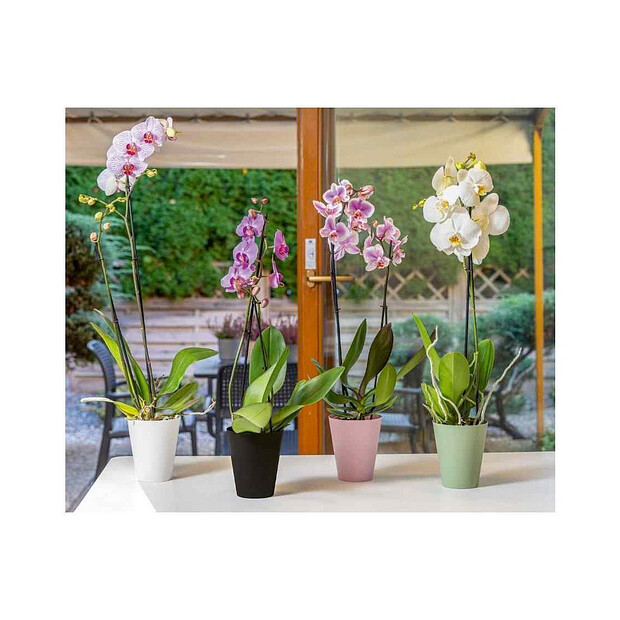 Горшок для орхидей Vanda orchid (12,7х15см) пластик розовый 5380-048