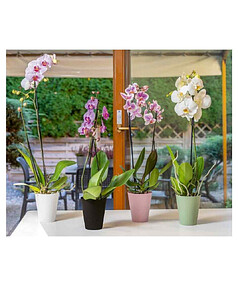 Горшок для орхидей Vanda orchid (12,7х15см) пластик розовый 5380-048