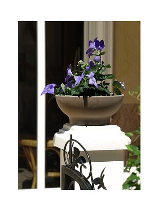 Горшок BASALT Misa M (23x10см) терракота коричневый T-014-021-22 238x286 в Материке - Вариант 3