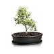 Горшок с поддоном BONSAI (32х24см) керамика черный арт.16.036.32