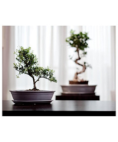 Горшок с поддоном BONSAI (40х30см) керамика белый арт.16.035.40