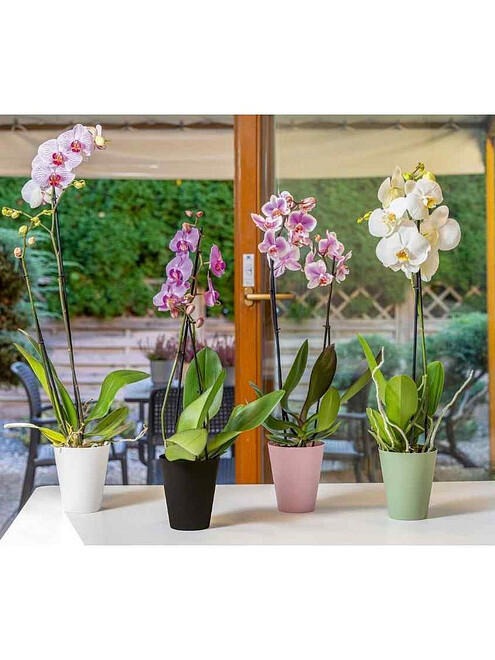 Горшок для орхидей Vanda orchid (12,7х15см) пластик артишок 5380-092 495x660 Горшок для орхидей Vanda orchid (12,7х15см) пластик артишок 5380-092 495x660 в Материке