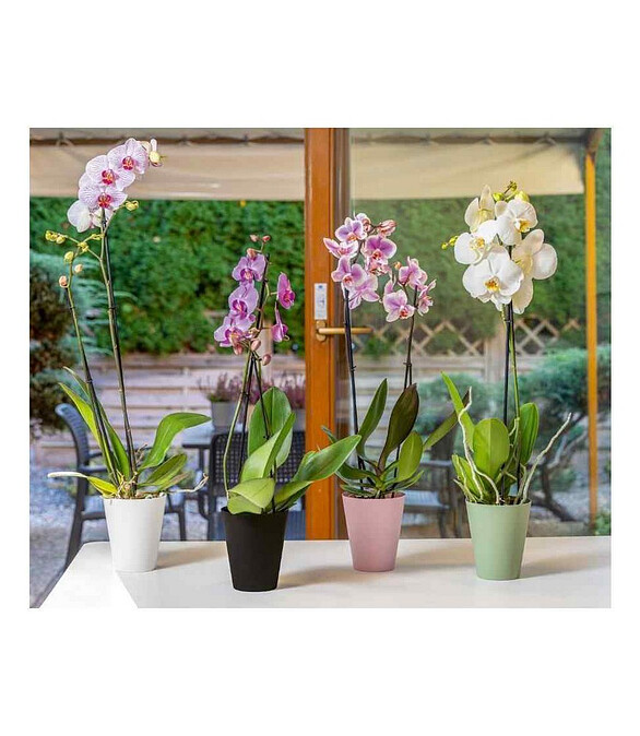 Горшок для орхидей Vanda orchid (12,7х15см) пластик артишок 5380-092 586x674 Горшок для орхидей Vanda orchid (12,7х15см) пластик артишок 5380-092 586x674 в Материке