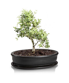 Горшок с поддоном BONSAI (32х24см) керамика черный арт.16.036.32