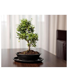 Горшок с поддоном BONSAI (32х24см) керамика черный арт.16.036.32