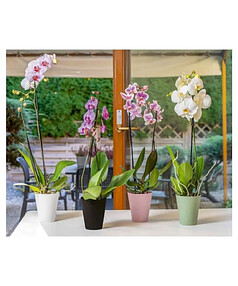 Горшок для орхидей Vanda orchid (12,7х15см) пластик черный 5380-015