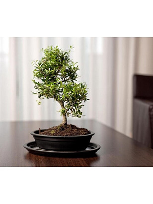Горшок с поддоном BONSAI (32х24см) керамика черный арт.16.036.32 238x286 в Материке - Вариант 3