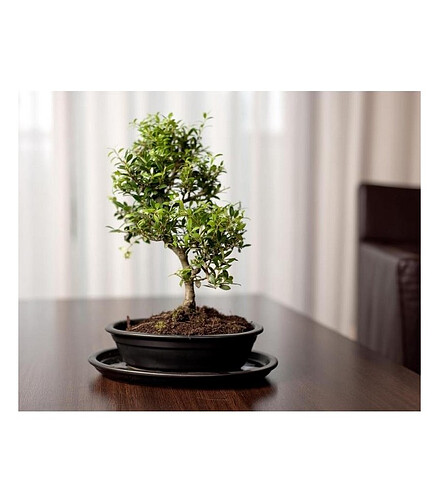 Горшок с поддоном BONSAI (32х24см) керамика черный арт.16.036.32 438x503 в Материке - Вариант 3