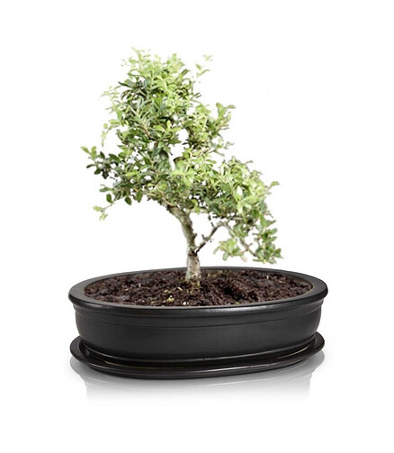 Горшок с поддоном BONSAI (32х24см) керамика черный арт.16.036.32 438x503 в Материке - Вариант 2