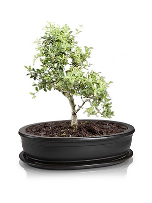 Горшок с поддоном BONSAI (32х24см) керамика черный арт.16.036.32 238x286 в Материке - Вариант 2