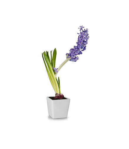 Горшок SPRING (9*10см) керамика белый арт.37.022.09 438x503 в Материке - Вариант 2